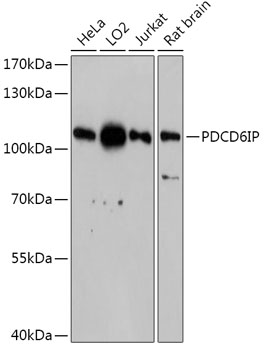 Anti-PDCD6IP Antibody