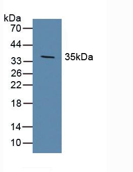 Western Blot; Sample: Porcine Brain Tissue.