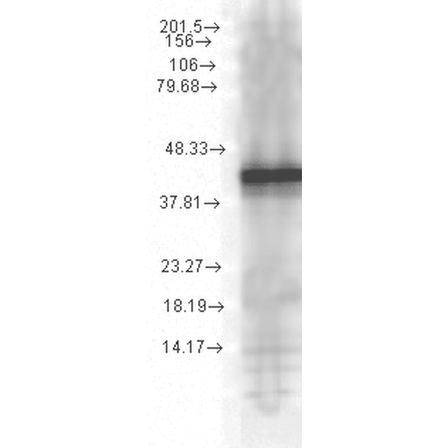 HSP40, YDJ1 Antibody, Clone 1G10.H8