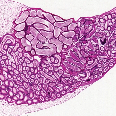 Mammal Epididymis, sec. 7 µm, H&E Microscope Slide