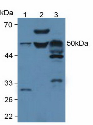 Western Blot; Sample: Lane1: Rat Serum; Lane2: Mouse Serum; Lane3: Mouse Brain Tissue.