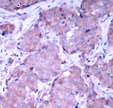 Anti-PTEN (phospho S380) Antibody