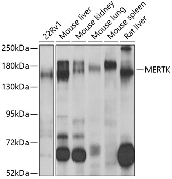 Anti-MERTK Antibody