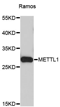 Anti-METTL1 Antibody