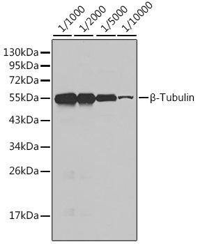 Anti-beta Tubulin Antibody