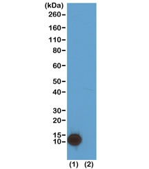 Western blot test of (1) acid extracts of HeLa cells and (2) recombinant Histone H4 recombinant H4K5ac antibody at 0.2 ug/ml showed a band of Histone H4 acetylated at Lysine 5 in HeLa cells.