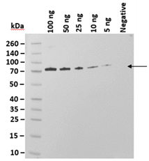Figure 2. Western blot analysis of PtX™ Rabbit Anti-BSA. Lanes 2 – 6: Decreasing amounts of Bovine Serum Albumin Protein were run on the SDS-PAGE. Separated bands were transferred to the membrane and PtX™ Rabbit Anti-BSA (1: 5 000) was used to detect the antigen. The bands (~66 kDa) were visualized in each lane following the addition of anti-rabbit secondary antibody with HRP and substrate. Our antibody was able to detect antigen amounts upwards of 5 ng (Lane 6).