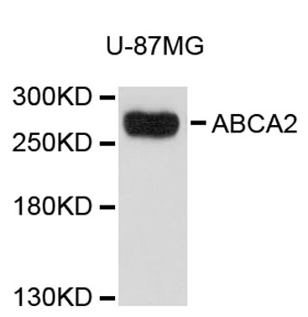 Anti-ABCA2 Antibody