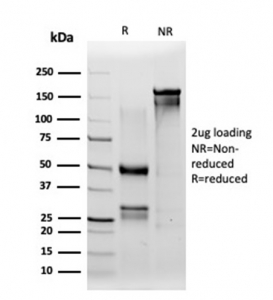 SDS-PAGE analysis of purified, BSA-free IRF3 antibody (PCRP-IRF3-1D11) as confirmation of integrity and purity.