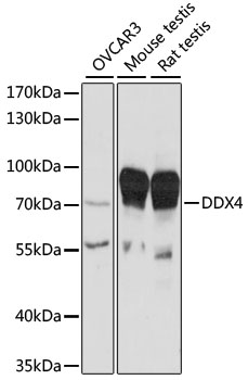 Anti-DDX4 Antibody