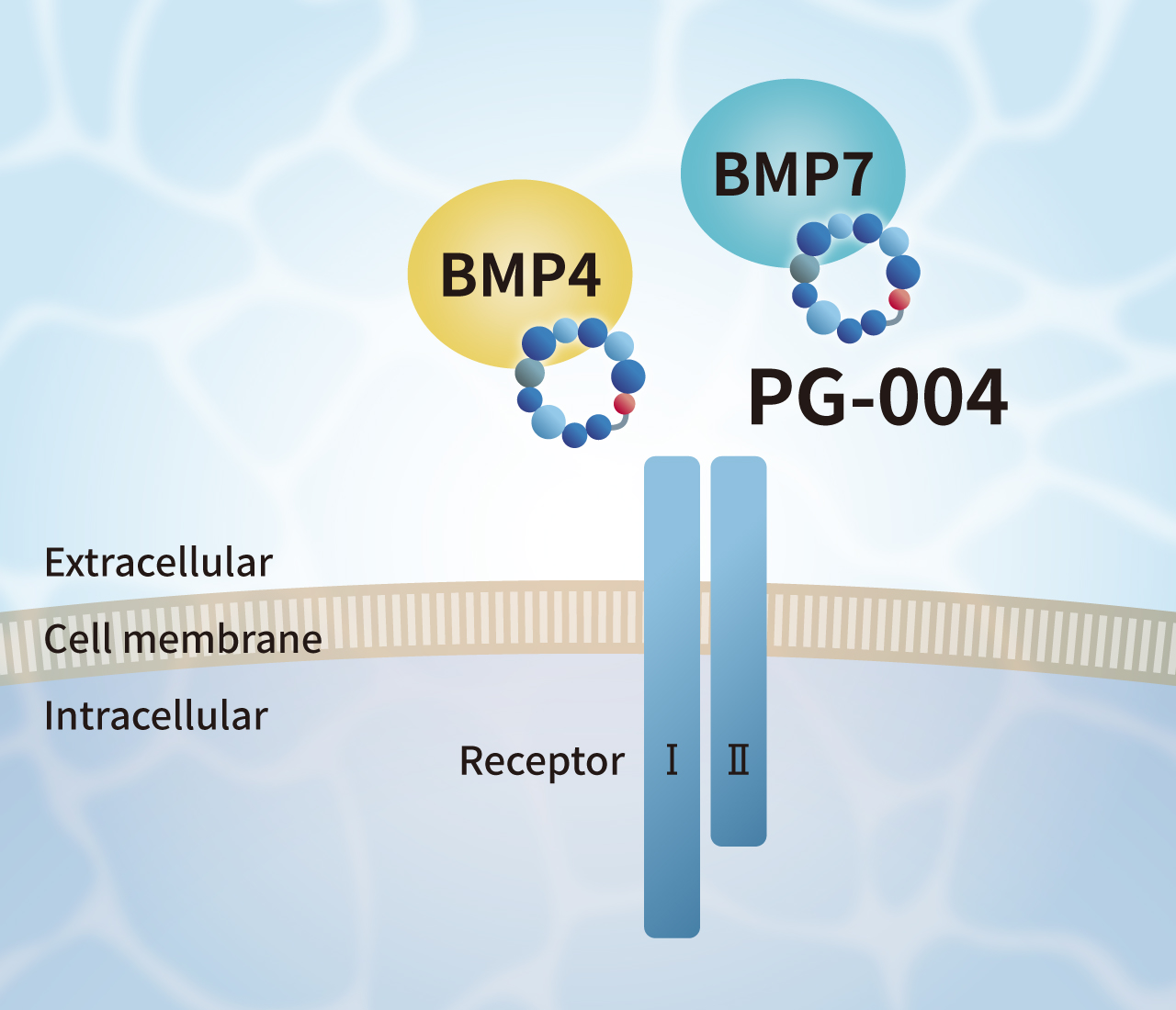 Our Noggin-like Peptide (PG-004) binds to BMP4 and BMP7 families, and exerts biological activity similar to Noggin