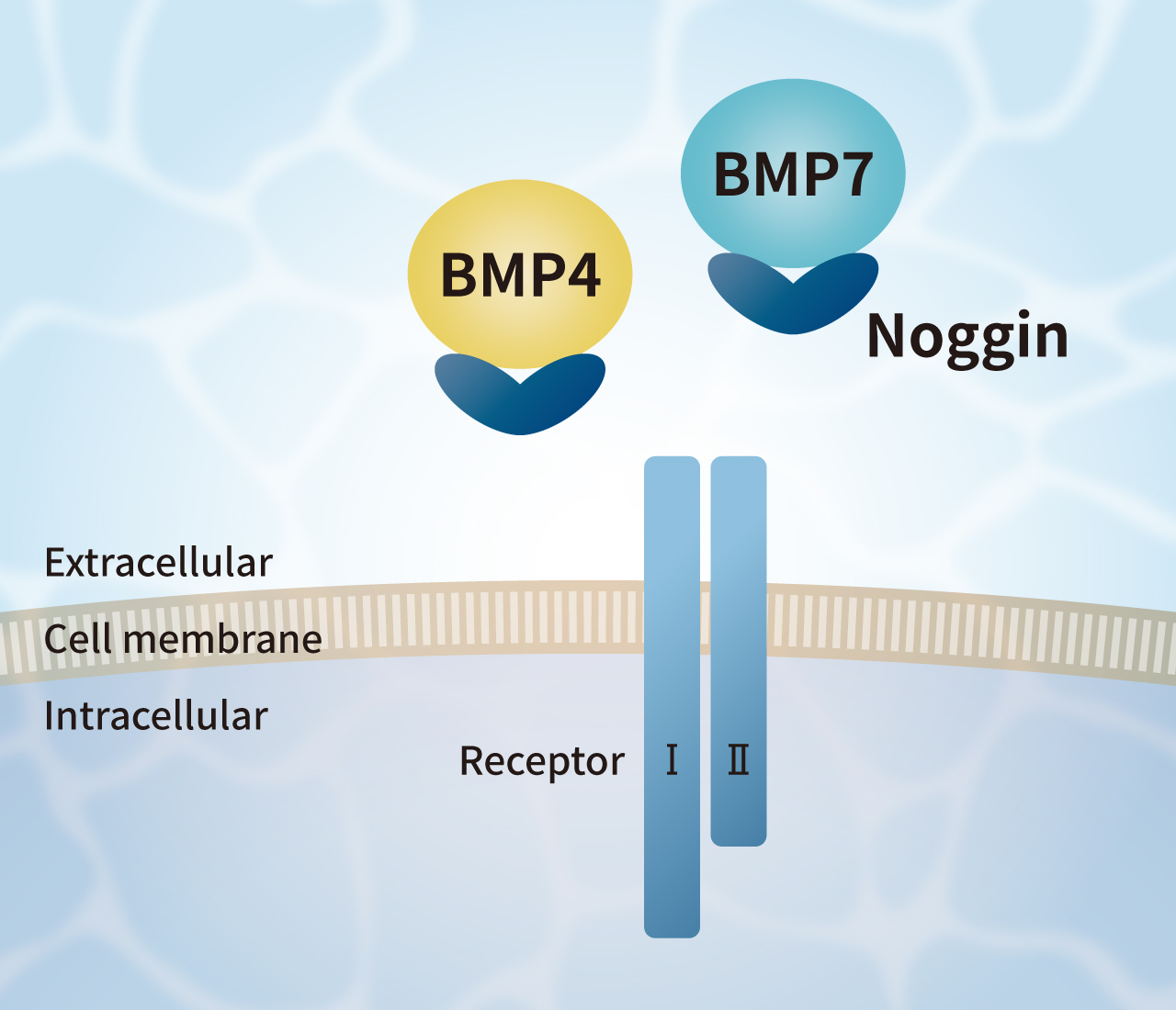 Noggin binds to BMP families and inhibits their signals