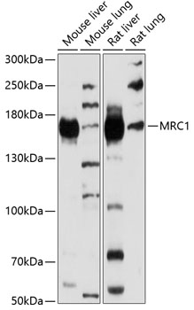 Anti-MRC1 Antibody