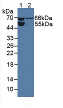 Western Blot; Sample: Lane1: Rat Serum; Lane2: Rat Kidney Tissue.