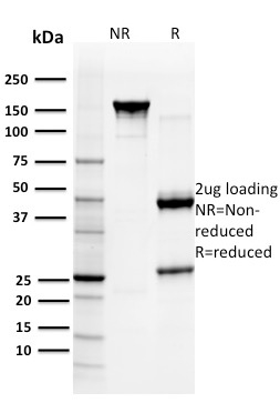 Anti-Glutathione S Transferase Mu 3 Antibody [CPTC-GSTMu3-1] - BSA and Azide free