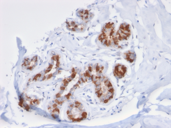 Anti-Glutathione S Transferase Mu 3 Antibody [CPTC-GSTMu3-1] - BSA and Azide free