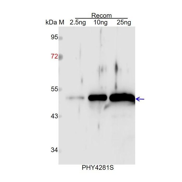 NCED3 / Anti-9-Cis-Epoxycarotenoid Dioxygenase NCED3, Chloroplastic Antibody