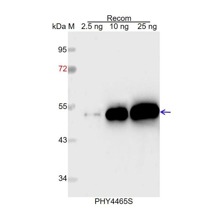 NCED3 / Anti-9-Cis-Epoxycarotenoid Dioxygenase NCED3, Chloroplastic Antibody