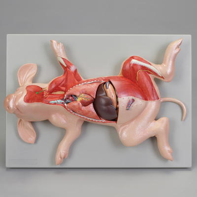 Altay® Fetal Pig Dissection Model