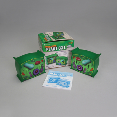 Cross-Sectional Plant Cell Model