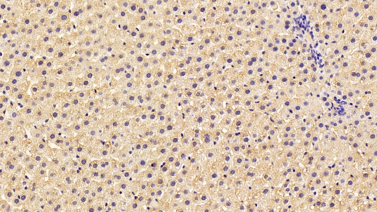 DAB staining on IHC-P; Sample: Rat Liver Tissue;  Primary Ab: 30ug/ml Mouse Anti-Human F2 Antibody Second Ab: 2µg/mL HRP-Linked Caprine Anti-Mouse IgG Polyclonal Antibody (Catalog: SAA544Mu19)