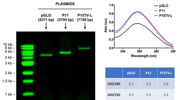 PuroSPIN™ Endo-Free Plasmid MAXIprep Kit, 30 Preps