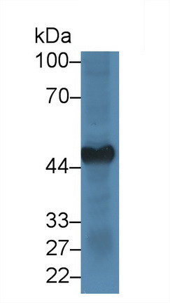 Western Blot; Sample: Mouse Heart lysate; &lt;br/&gt;Primary Ab: 1µg/ml Rabbit Anti-Human GLUT4 Antibody&lt;br/&gt;Second Ab: 0.2µg/mL HRP-Linked Caprine Anti-Rabbit IgG Polyclonal Antibody&lt;br/&gt;(Catalog: SAA544Rb19)