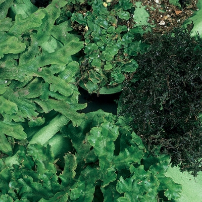 Liverwort Set, Living