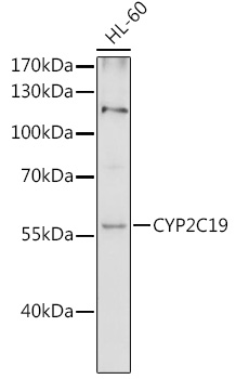 Anti-CYP2C19 Antibody
