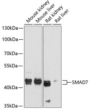 Anti-SMAD7 Antibody