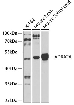 Anti-ADRA2A Antibody