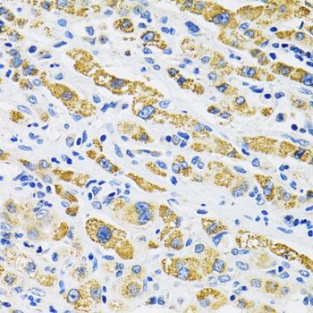 Anti-SLC16A4 Antibody