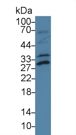 Western Blot; Sample: Mouse Lung lysate; Primary Ab: 2µg/ml Rabbit Anti-Rat ATF1 Antibody Second Ab: 0.2µg/mL HRP-Linked Caprine Anti-Rabbit IgG Polyclonal Antibody