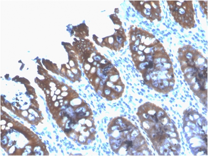 Anti-Cytokeratin 8 Antibody [rB22.1] - BSA and Azide free