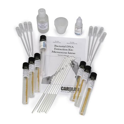 Bacterial DNA Extraction Kit: Micrococcus luteus