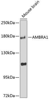 Anti-AMBRA1 Antibody