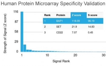 Analysis of HuProt(TM) microarray containing more than 19,000 full-length human proteins using BAP1 antibody (clone BAP1/2432). These results demonstrate the foremost specificity of the BAP1/2432 mAb.<BR>Z- and S- score: The Z-score represents the strength of a signal that an antibody (in combination with a fluorescently-tagged anti-IgG secondary Ab) produces when binding to a particular protein on the HuProt(TM) array. Z-scores are described in units of standard deviations (SD's) above the mean value of all signals generated on that array. If the targets on the HuProt(TM) are arranged in descending order of the Z-score, the S-score is the difference (also in units of SD's) between the Z-scores. The S-score therefore represents the relative target specificity of an Ab to its intended target.