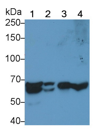 Western Blot; Sample: Lane1: Rat Placenta lysate; Lane2: Mouse Placenta lysate; Lane3: Porcine Liver lysate; Lane4: ECV304 cell lysate<br/>Primary Ab: 0.3µg/ml Rabbit Anti-Rat eNOS Antibody<br/>Second Ab: 0.2µg/mL HRP-Linked Caprine Anti-Rabbit IgG Polyclonal Antibody<br/>(Catalog: SAA544Rb19)