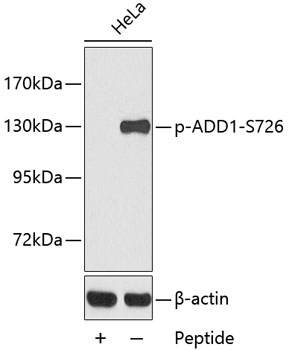 Anti-ADD1 (phospho S726) Antibody
