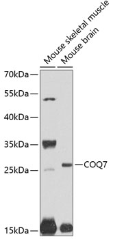 Anti-COQ7 Antibody