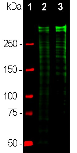 Anti-Ki67 Antibody