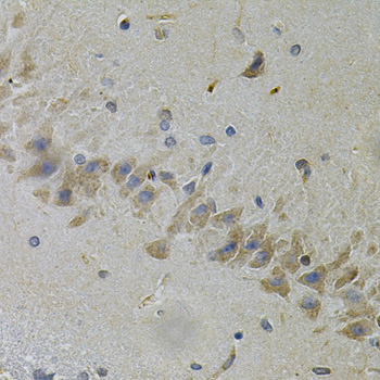 Anti-TLR7 Antibody
