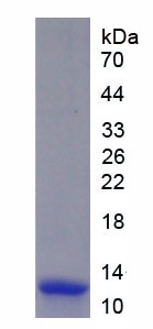 Figure. SDS-PAGE