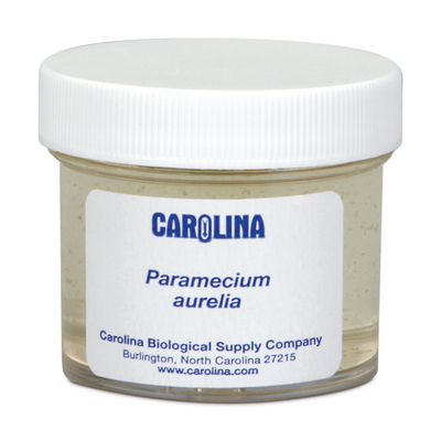 Paramecium aurelia, Living