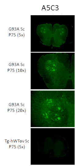 The spinal cord sections of transgenic mice SOD1G93A show the detection of misfolded SOD1 in the motor neurons. This immunodetection does not appear in the transgenic mice that reproduce normal human SOD1 (Tg-hWTov Sc). 1:1000