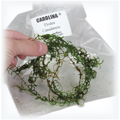 Elodea canadensis, Living, Pack of 25