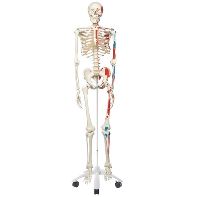 3B® Human Muscular Skeleton