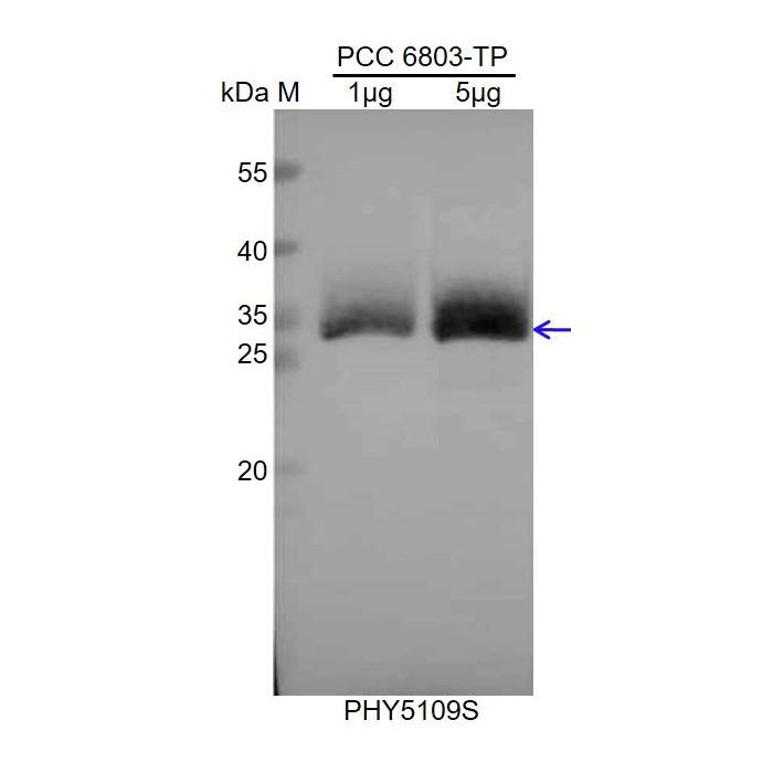 CpcC1 / Anti-Phycobilisome 32.1 KDa Linker Polypeptide, Phycocyanin-Associated, Rod 1 Antibody