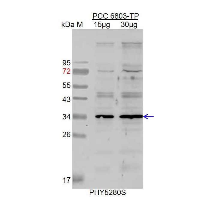 CpcC1 / Anti-Phycobilisome 32.1 KDa Linker Polypeptide, Phycocyanin-Associated, Rod 1 Antibody