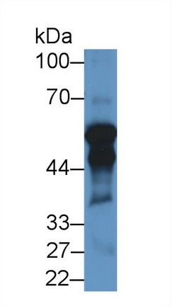 Western Blot; Sample: Rat Testis lysate; Primary Ab: 1µg/ml Rabbit Anti-Porcine CYP11A1 Antibody Second Ab: 0.2µg/mL HRP-Linked Caprine Anti-Rabbit IgG Polyclonal Antibody